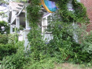 Front Yard 2
