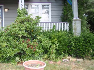 Front Yard 1