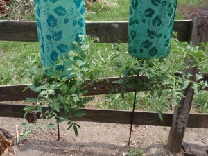 Topsy Turveys