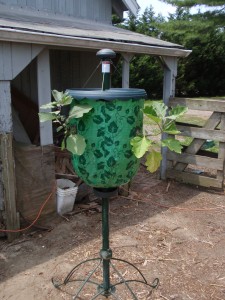 Topsy Turvey Tree