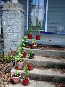 Plants out front, munched :(