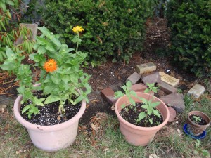 More Zinnias